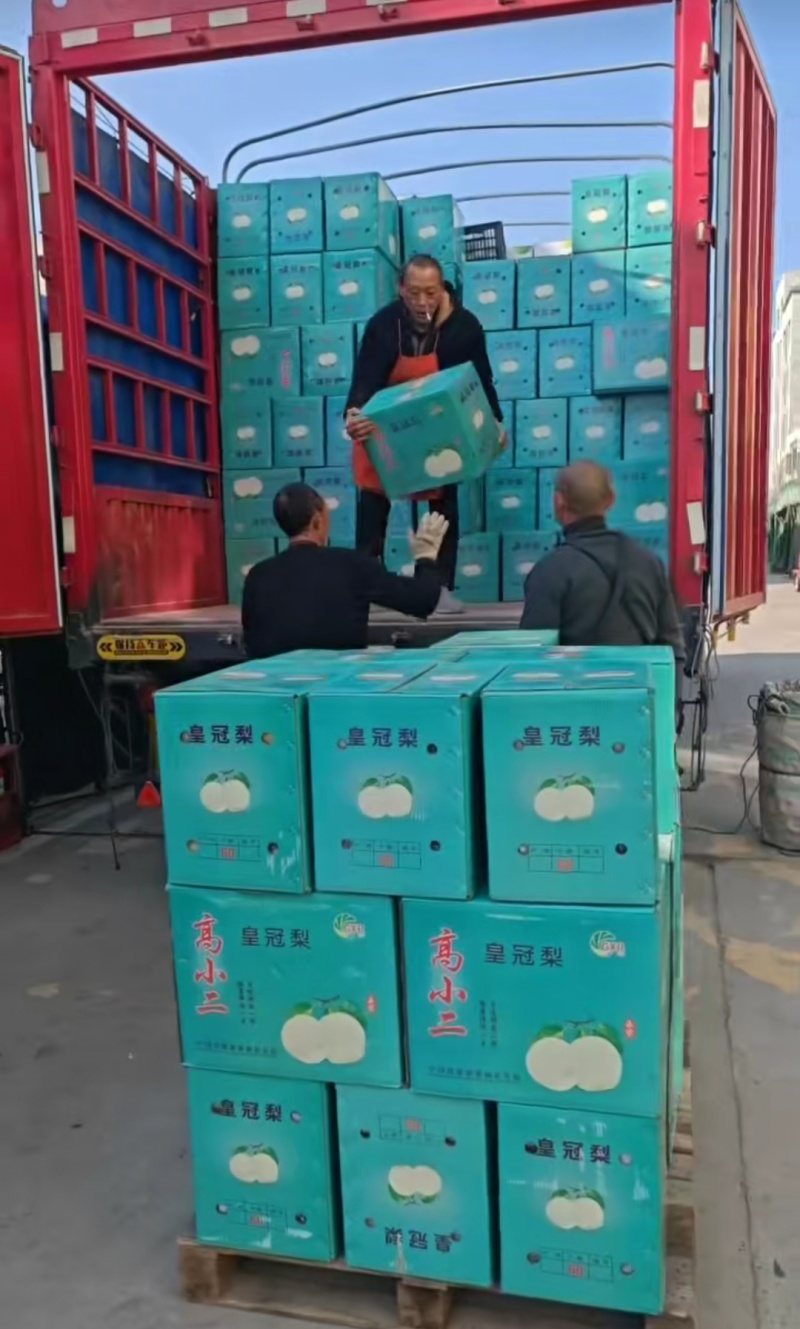 石家庄晋州皇冠梨，大量上市，品质保障，欢迎咨询