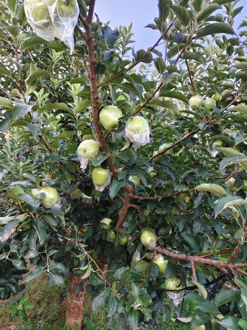 青苹果
