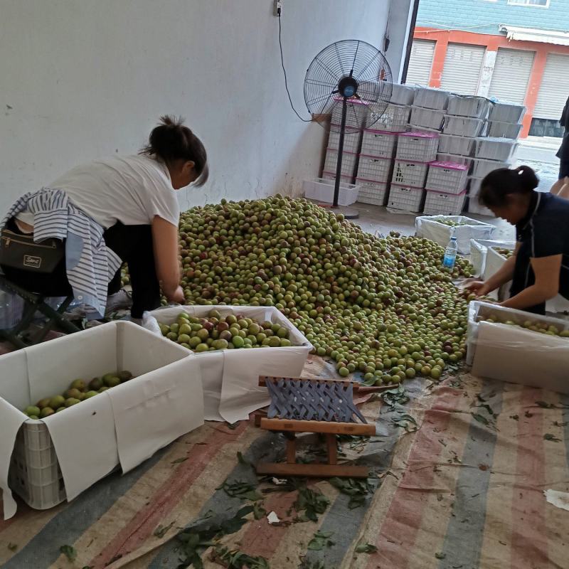 半边红李子天天发货脆甜可口