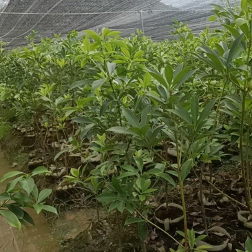 八角树苗自产自销，罗马东荣品种规格齐全，欢迎咨询