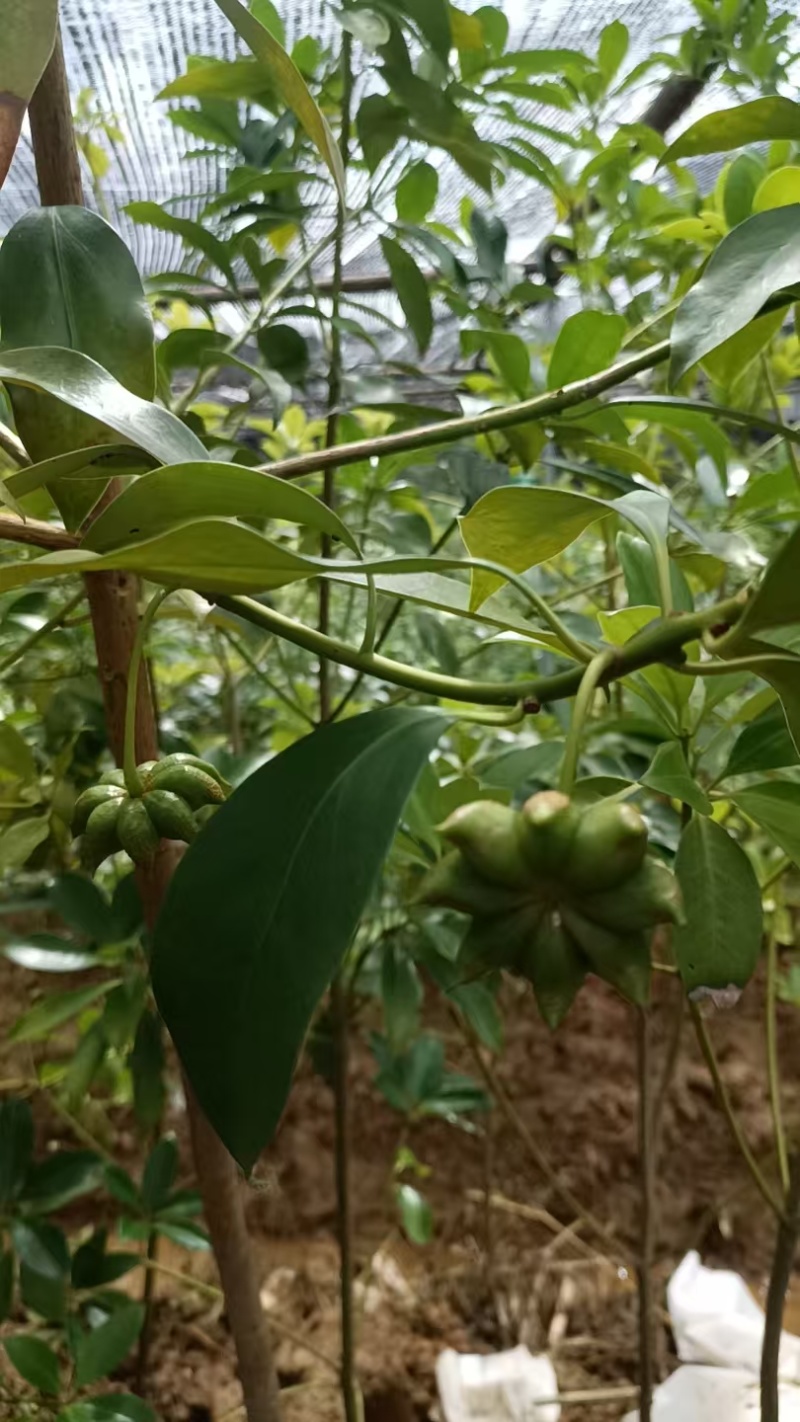 八角树苗自产自销，罗马东荣品种规格齐全，欢迎咨询