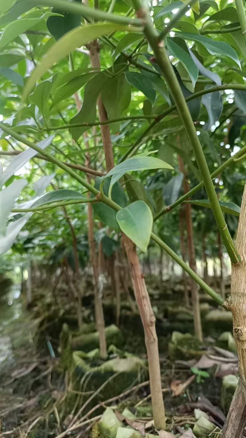 八角树苗自产自销，罗马东荣品种规格齐全，欢迎咨询