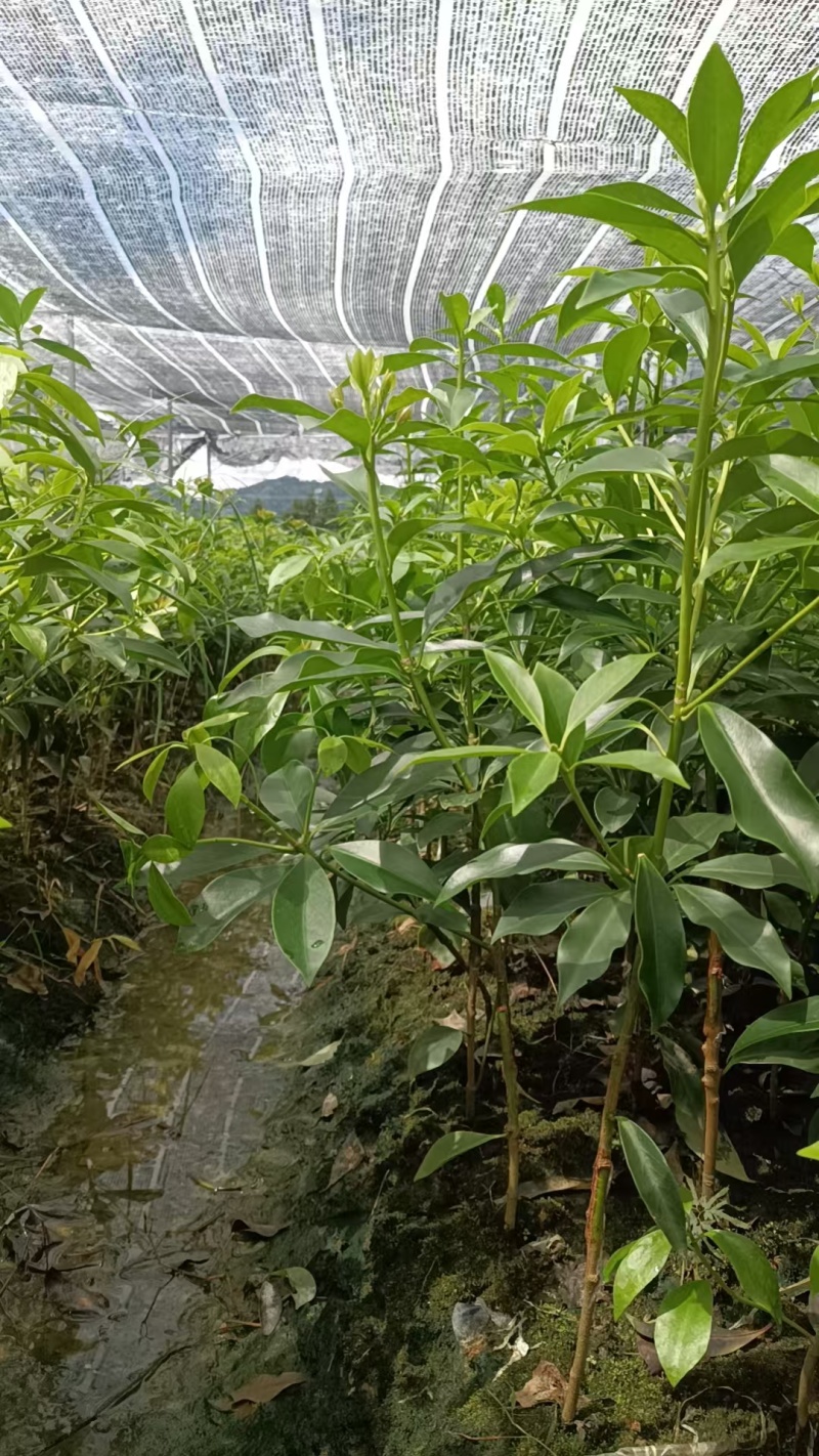 八角树苗自产自销，罗马东荣品种规格齐全，欢迎咨询