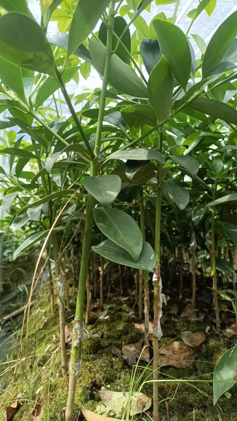 八角树苗自产自销，罗马东荣品种规格齐全，欢迎咨询
