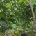 钦蜜9号百香果