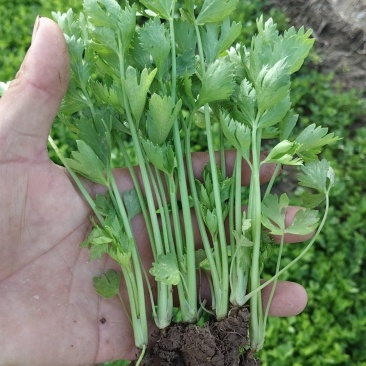 法国皇后芹菜苗常年大量现苗。有想种芹菜的老板可以联系我