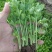 法国皇后芹菜苗常年大量现苗。有想种芹菜的老板可以联系我