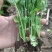 法国皇后芹菜苗常年大量现苗。有想种芹菜的老板可以联系我