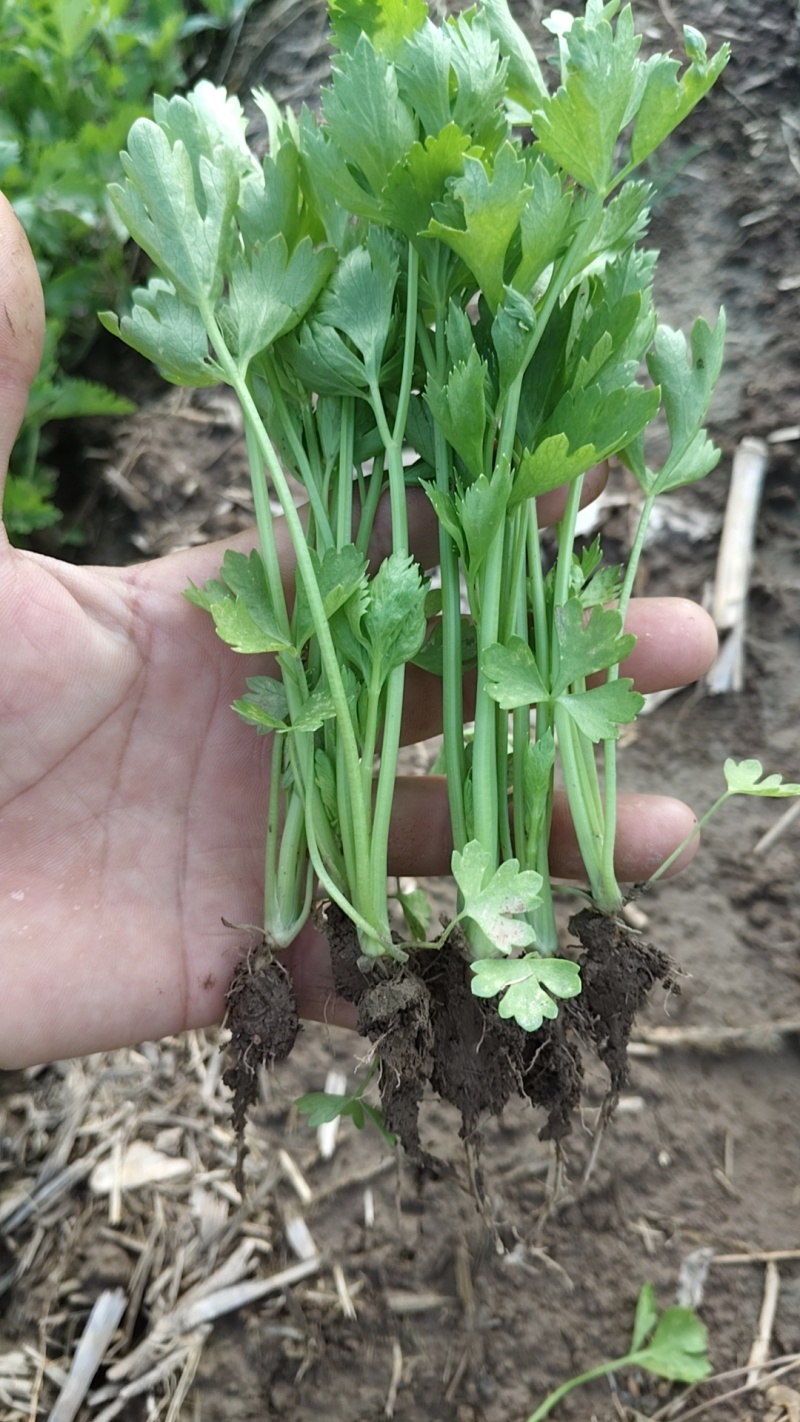 法国皇后芹菜苗常年大量现苗。有想种芹菜的老板可以联系我