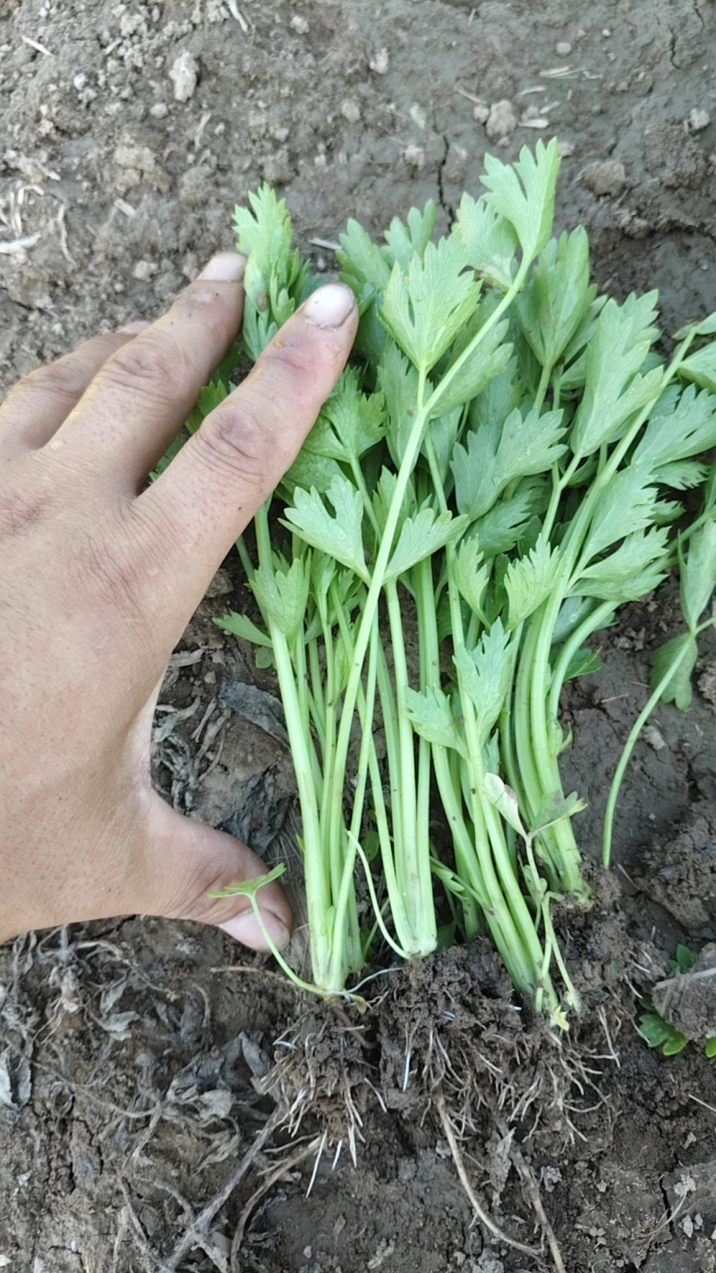 法国皇后芹菜苗常年大量现苗。有想种芹菜的老板可以联系我