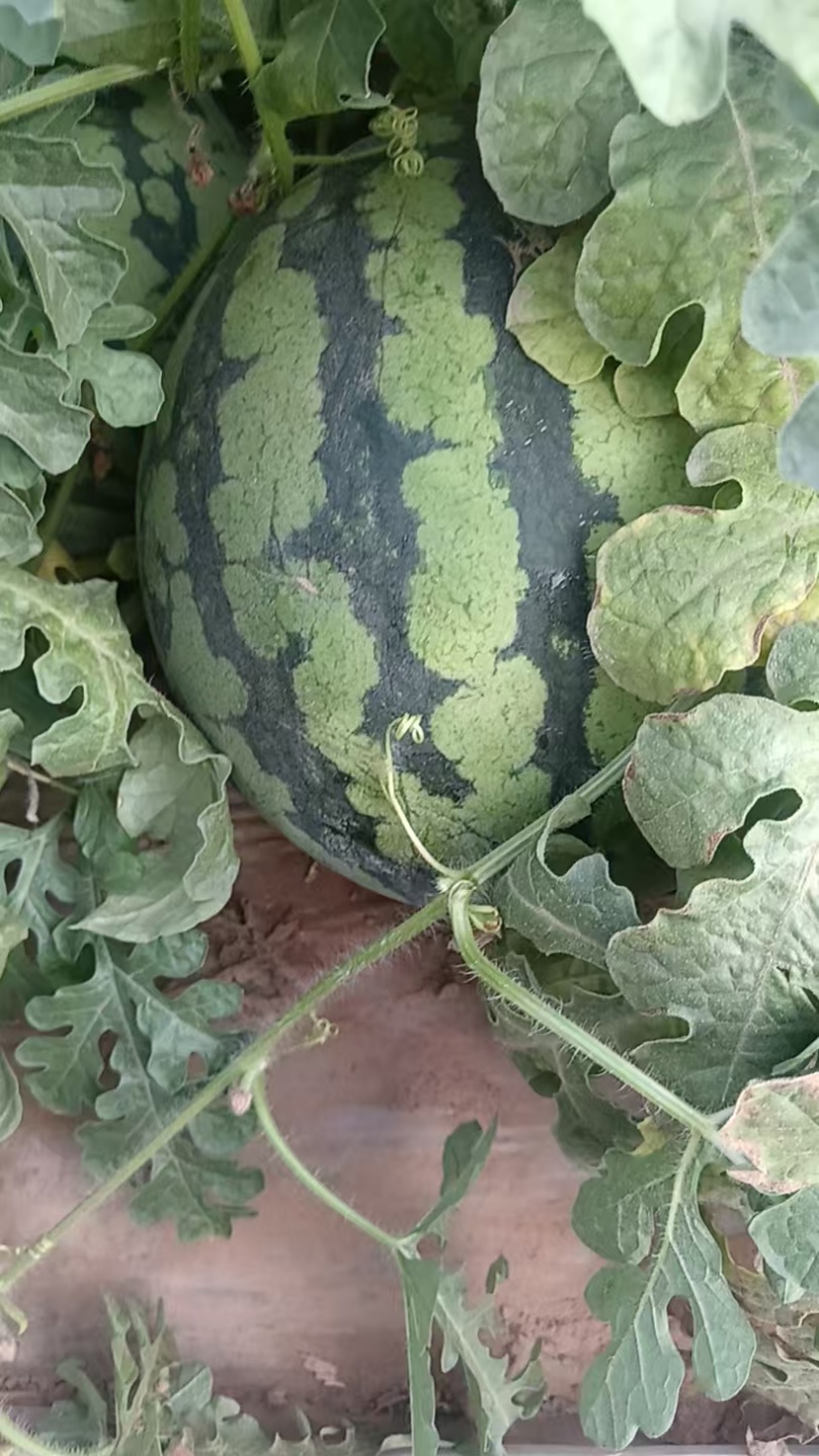精品美都麒麟头茬西瓜