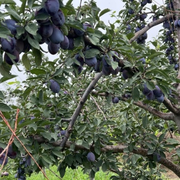 蓝蜜西梅，大优沙，产地实销，价格公道