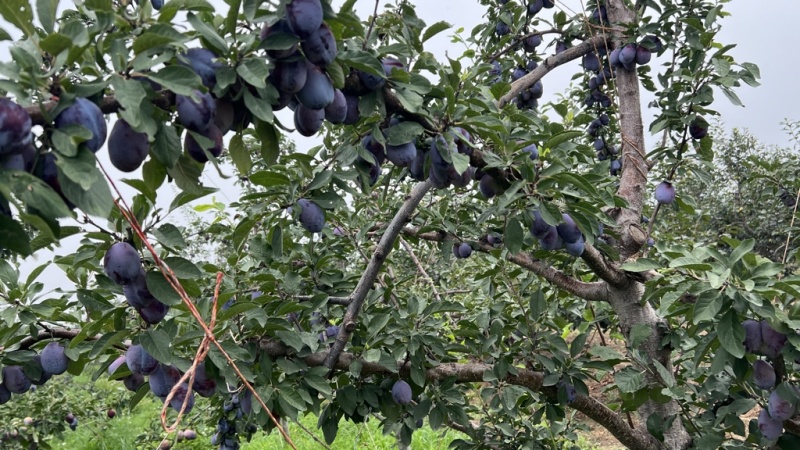 蓝蜜西梅，大优沙，产地实销，价格公道