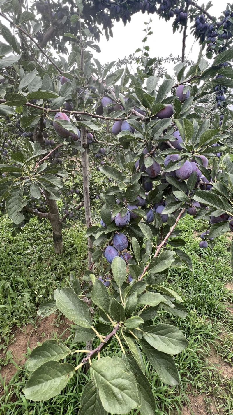 蓝蜜西梅，大优沙，产地实销，价格公道