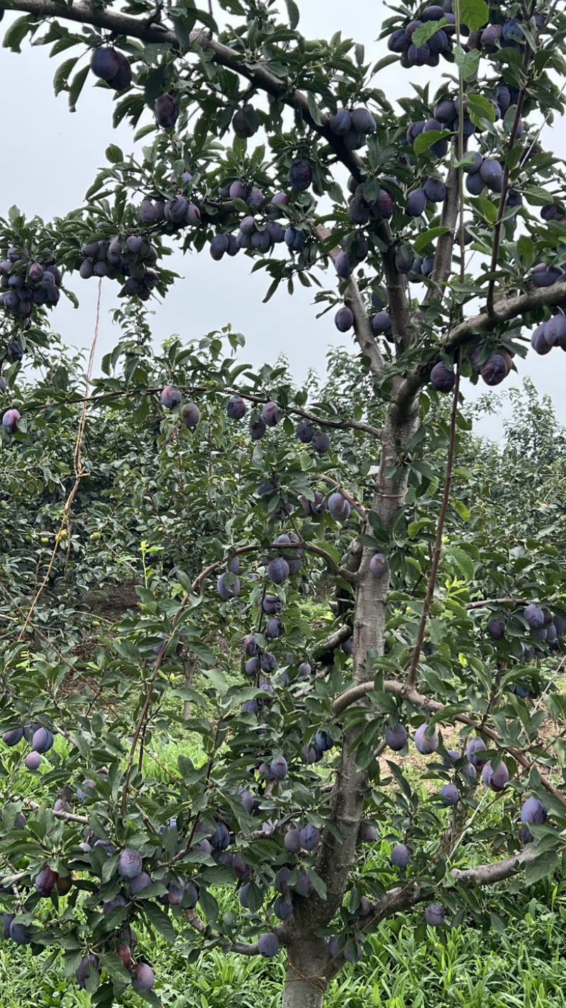 蓝蜜西梅，大优沙，产地实销，价格公道