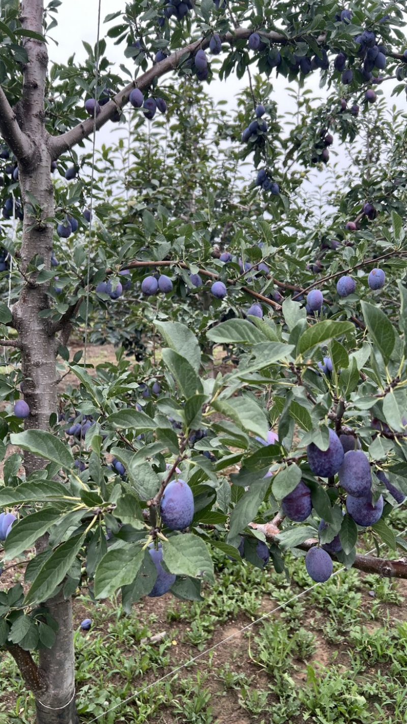 蓝蜜西梅，大优沙，产地实销，价格公道