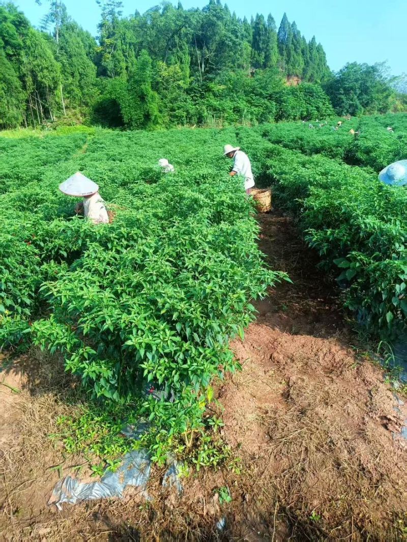 小米辣大量有货产地直发一手货源欢迎老板进店购买