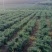 小米辣大量有货产地直发一手货源欢迎老板进店购买