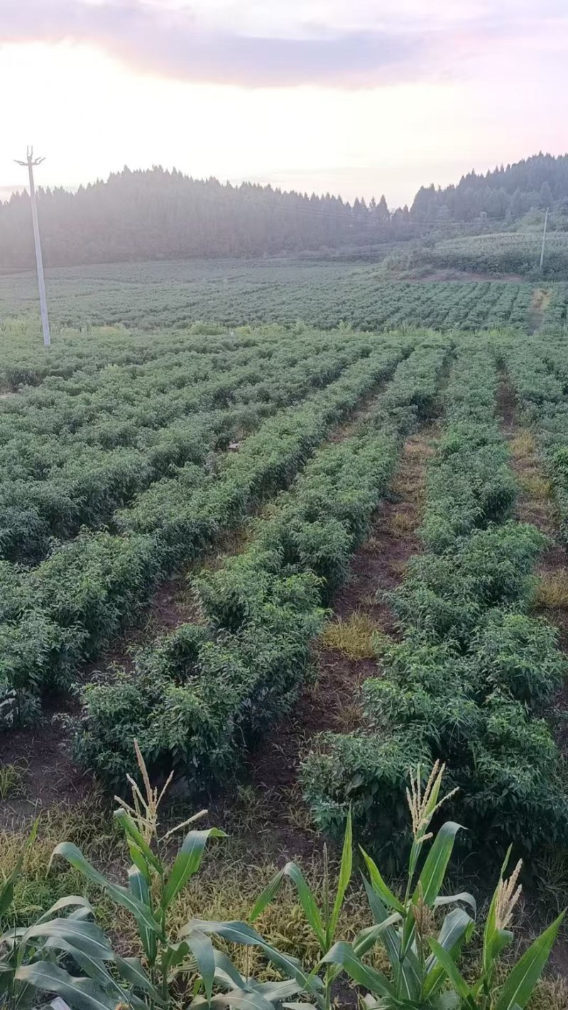 小米辣大量有货产地直发一手货源欢迎老板进店购买