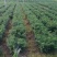 小米辣大量有货产地直发一手货源欢迎老板进店购买