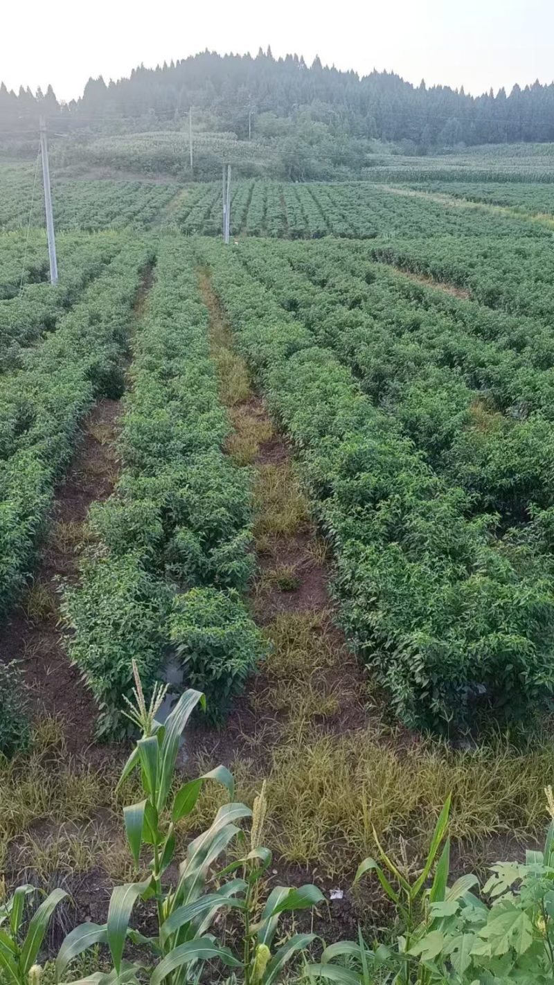小米辣大量有货产地直发一手货源欢迎老板进店购买