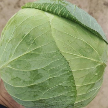 精品大包菜，，大量上市中，，需要的老板联系