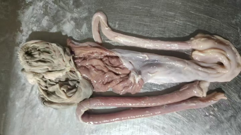 羊小肚，羊散带红肠，红烧麻辣，清炖做羊汤，美味