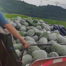 精品粉娃小冬瓜米冬瓜好吃有赖看大量供应欢迎咨询