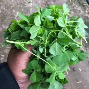 金花菜，草头产地一手货源，品质保证，量大从优，可视频看货