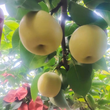 山西运城水果之乡白皮皇冠梨，套袋皇冠梨，有需要联系我