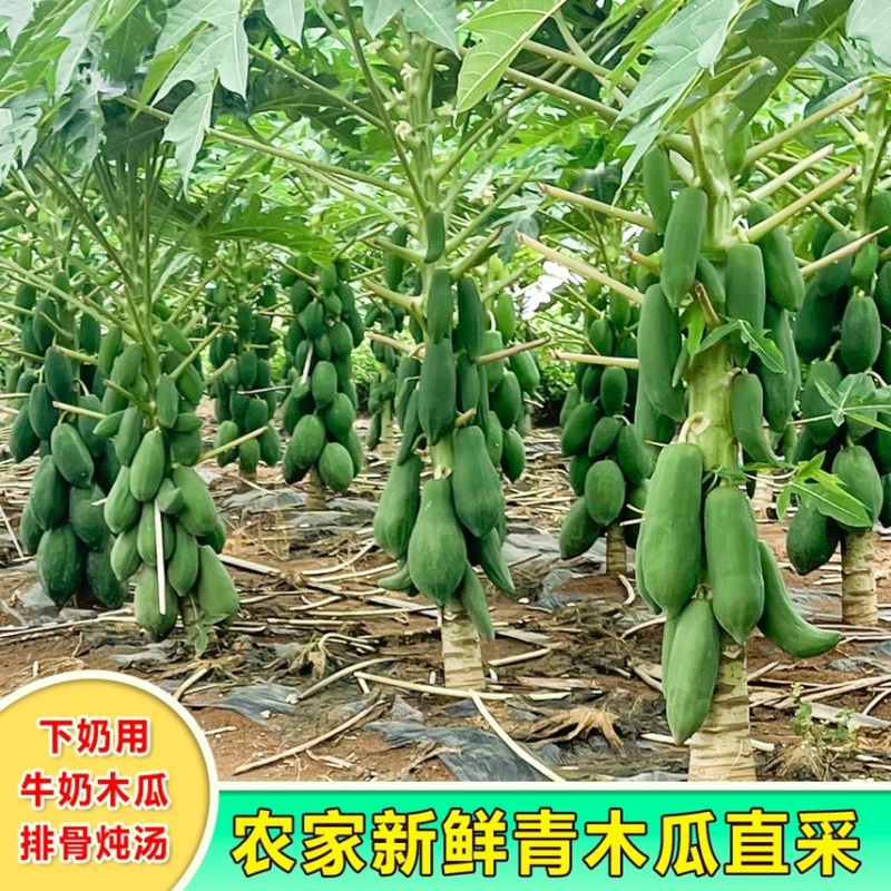 广西青皮木瓜