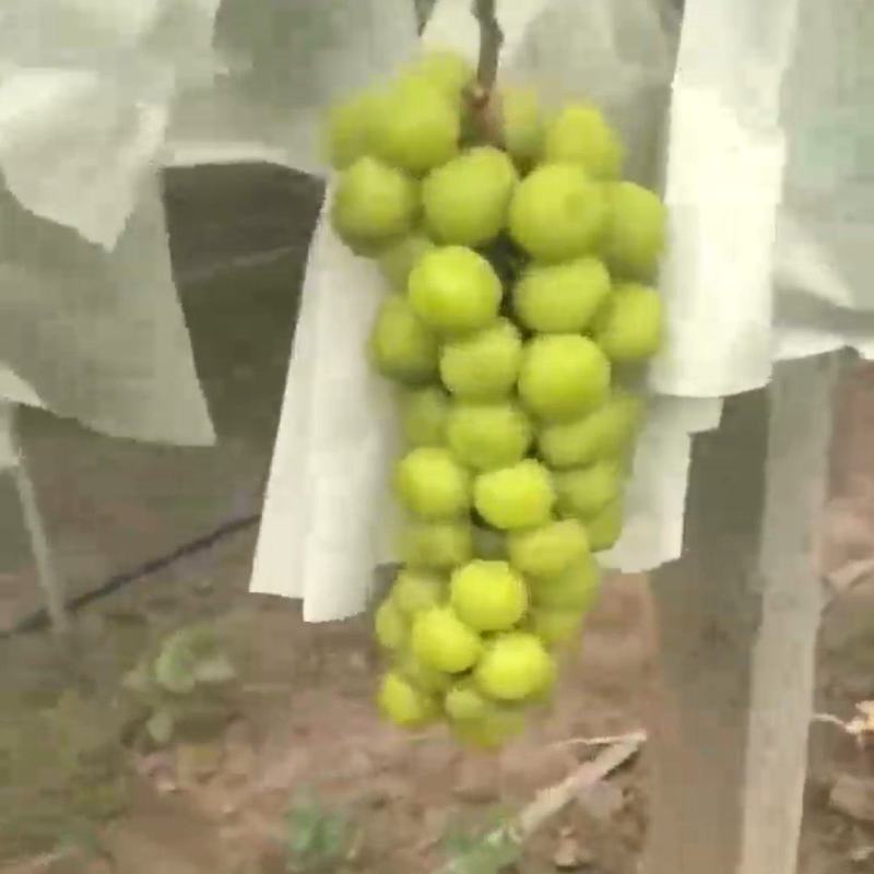 阳光玫瑰