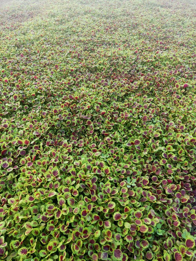 红苋菜头，产地一手货源，品质保证，量大从优，可视频看货