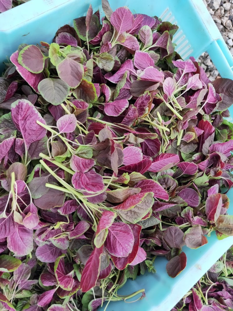 红苋菜头，产地一手货源，品质保证，量大从优，可视频看货