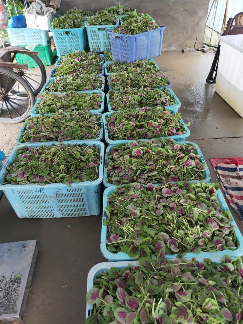 红苋菜头，产地一手货源，品质保证，量大从优，可视频看货