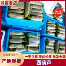 山东西葫芦大量上市产地植发价格美丽欢迎老板拿货