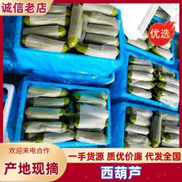 山东西葫芦大量上市产地植发价格美丽欢迎老板拿货