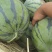 吉林瓜产区直供