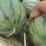 吉林瓜产区直供