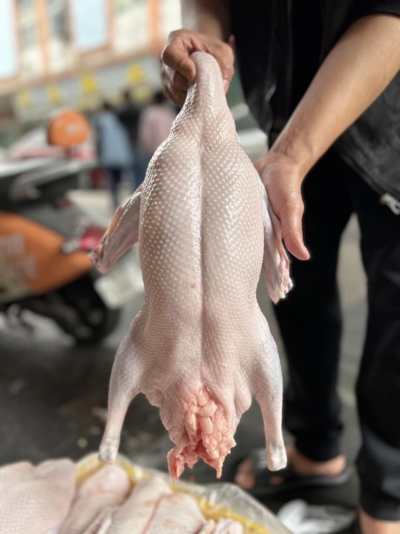 广东现杀新鲜黑棕鹅，厂家直发，烧腊专用，可全国发货！