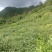 【云南八月瓜】一手货源，无中间商，产地直发，现摘现发