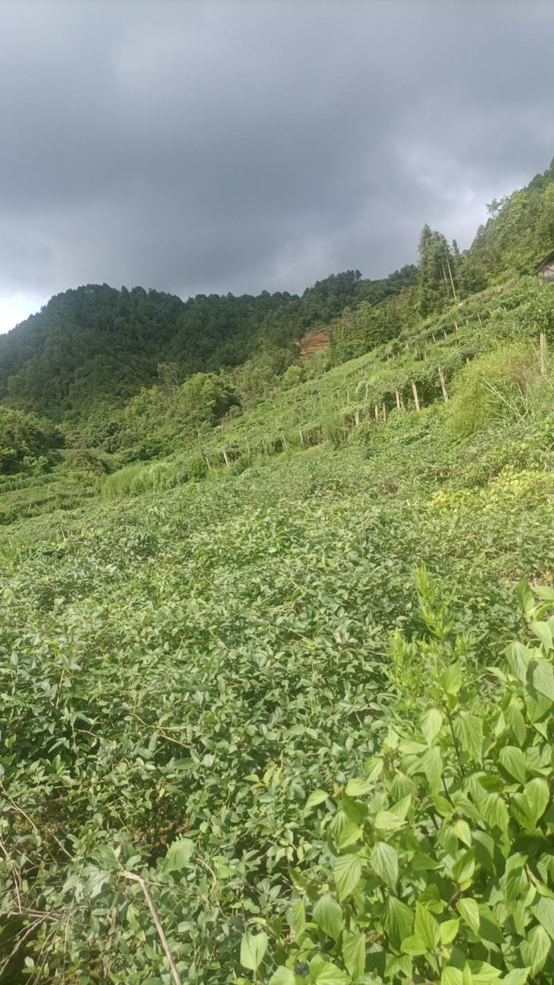【云南八月瓜】一手货源，无中间商，产地直发，现摘现发