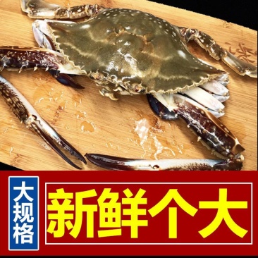活冻梭子蟹2-6两一个