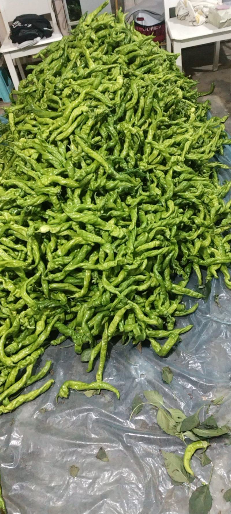 螺丝椒
