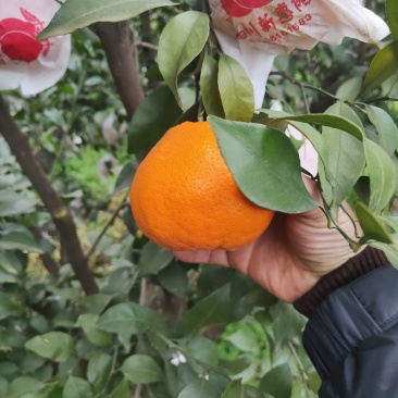 耙耙柑