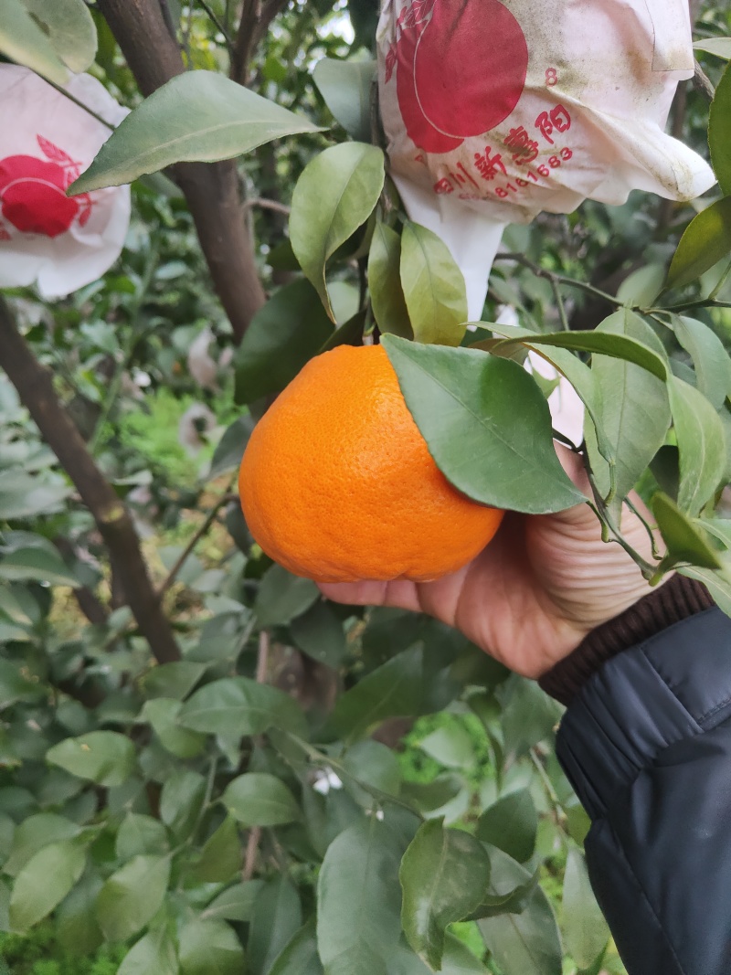 耙耙柑