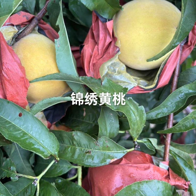 锦绣黄已成熟，口感已上来，果面干净