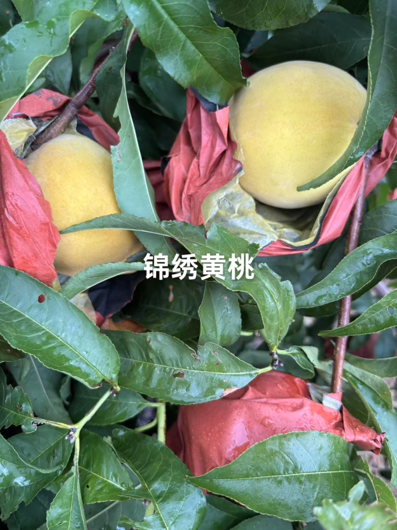 锦绣黄已成熟，口感已上来，果面干净