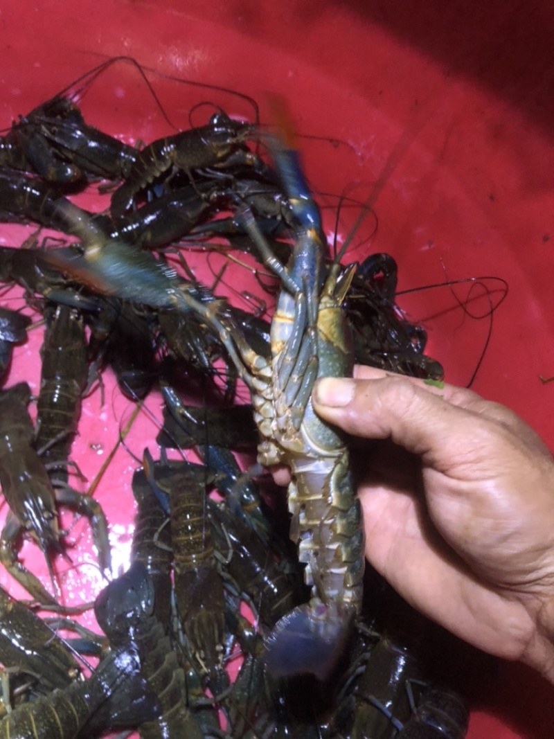 精品蓝龙虾