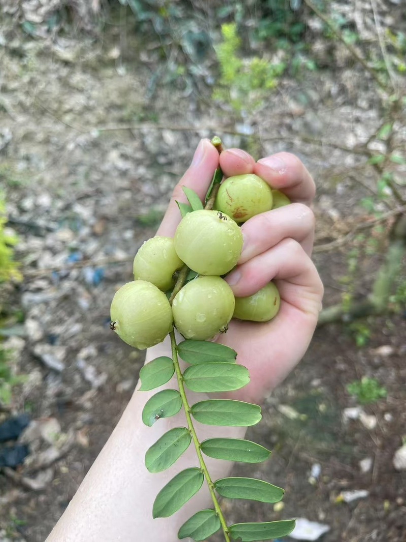 小袋大果甜余甘果苗